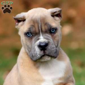 King, Cane Corso Puppy