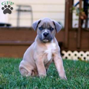 King, Cane Corso Puppy