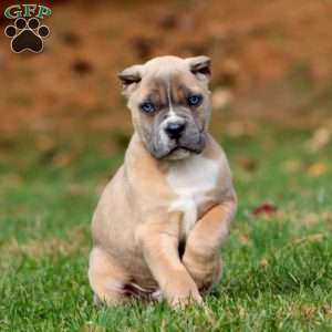 King, Cane Corso Puppy