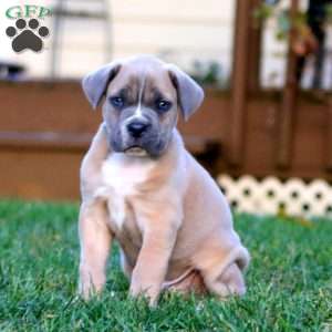 King, Cane Corso Puppy