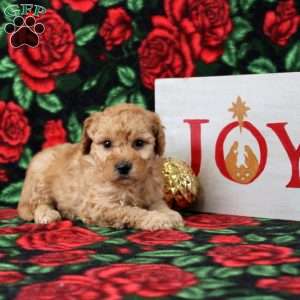 King, Morkie-Poo Puppy