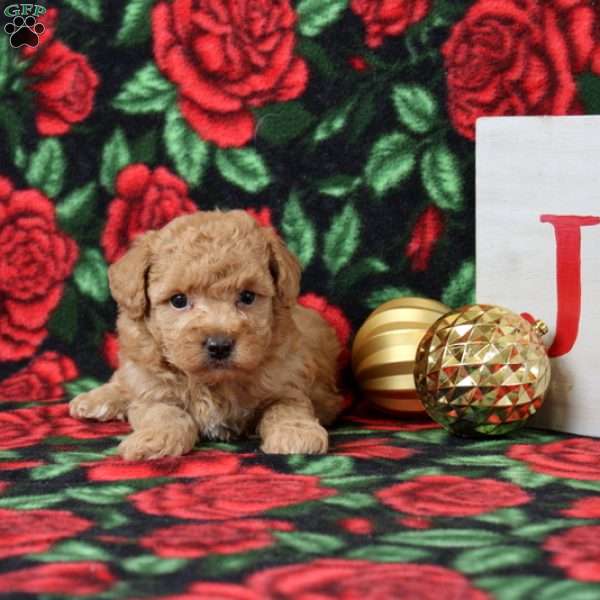 Kinsley, Morkie-Poo Puppy