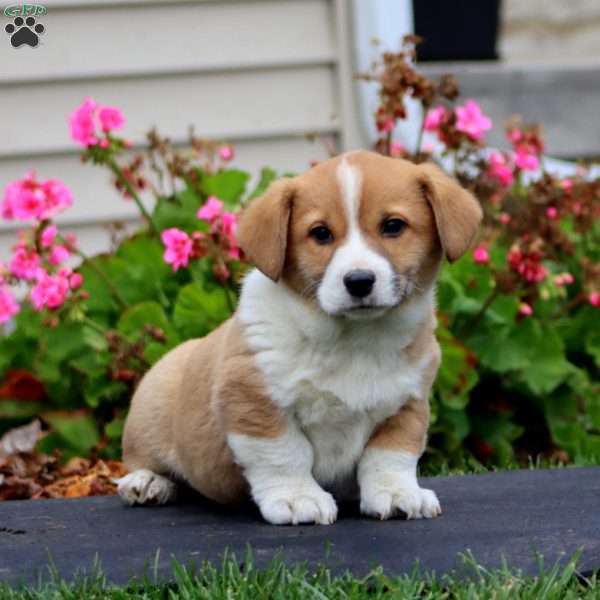 Kip, Welsh Corgi Mix Puppy