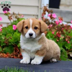 Kip, Welsh Corgi Mix Puppy