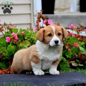 Kip, Welsh Corgi Mix Puppy