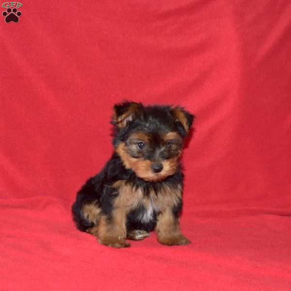 Kirby, Yorkie Puppy