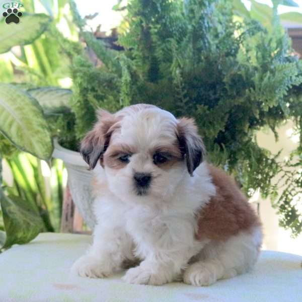 Kirk, Teddy Bear Puppy