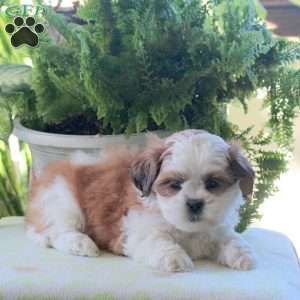 Kirk, Teddy Bear Puppy