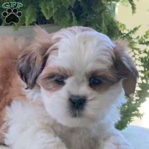 Kirk, Teddy Bear Puppy