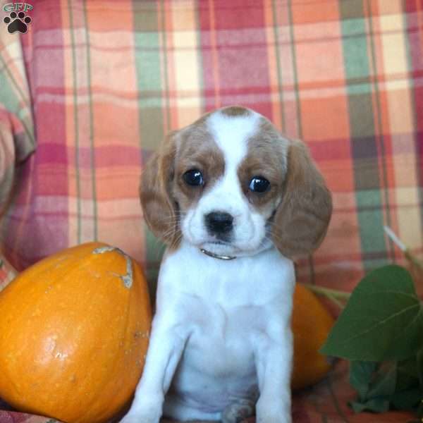 Kirsten, Beaglier Puppy