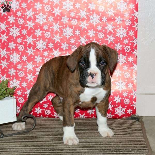 Knox, Boxer Puppy