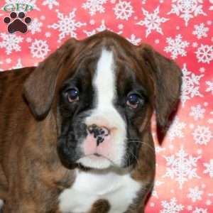 Knox, Boxer Puppy