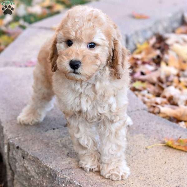 Kobe, Miniature Poodle Puppy