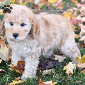 Kobe, Miniature Poodle Puppy