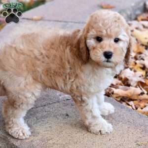 Kobe, Miniature Poodle Puppy