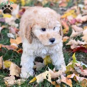 Kobe, Miniature Poodle Puppy