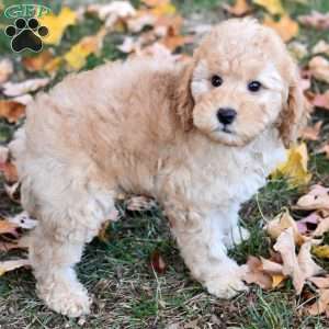 Kobe, Miniature Poodle Puppy