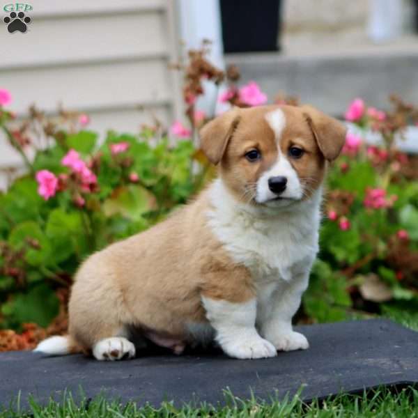 Kody, Welsh Corgi Mix Puppy