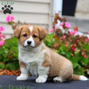 Kody, Welsh Corgi Mix Puppy