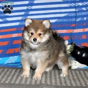 Kody, Pomeranian Puppy