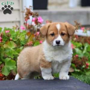 Kody, Welsh Corgi Mix Puppy