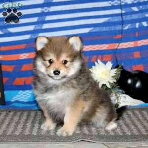 Kody, Pomeranian Puppy