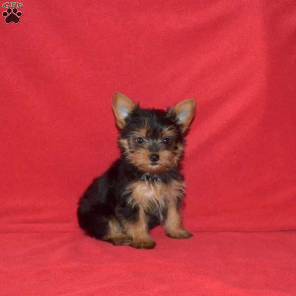 Kolby, Yorkie Puppy