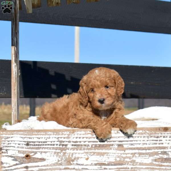 Kolton, Mini Goldendoodle Puppy