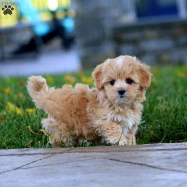 Kolton, Maltipoo Puppy