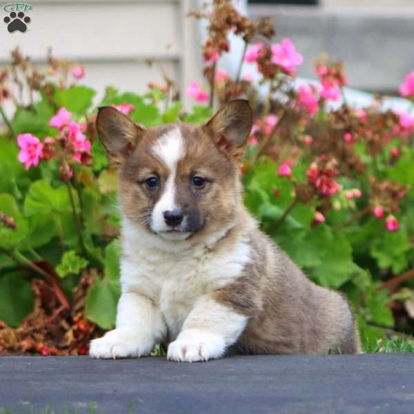 Kookie, Welsh Corgi Mix Puppy