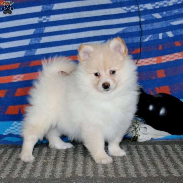 Kookie, Pomeranian Puppy