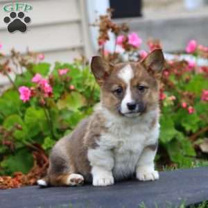 Kookie, Welsh Corgi Mix Puppy