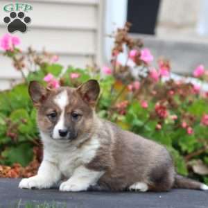 Kookie, Welsh Corgi Mix Puppy
