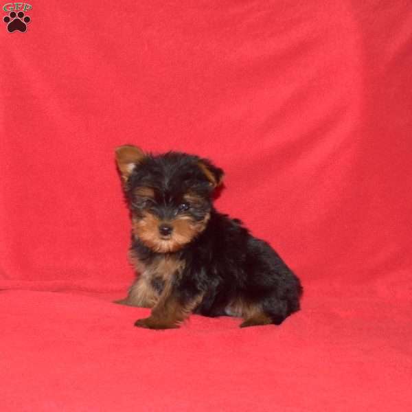 Kooper, Yorkie Puppy