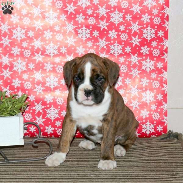 Kopper, Boxer Puppy