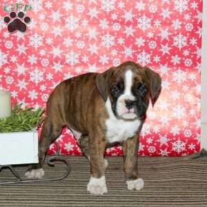 Kopper, Boxer Puppy