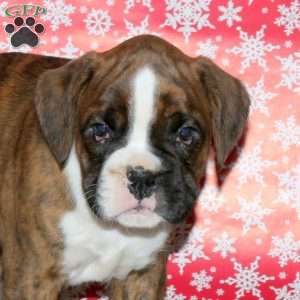 Kopper, Boxer Puppy