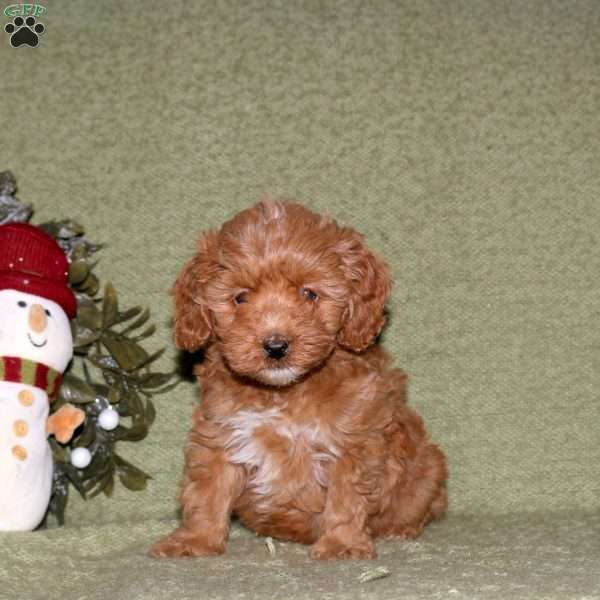 Kricket, Miniature Poodle Puppy