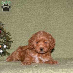 Kricket, Miniature Poodle Puppy