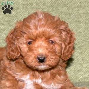 Kricket, Miniature Poodle Puppy