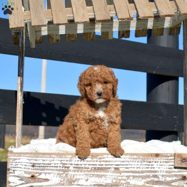 Krissy, Mini Goldendoodle Puppy