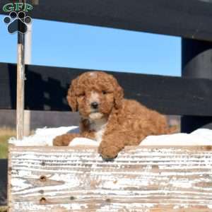 Krissy, Mini Goldendoodle Puppy