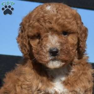Krissy, Mini Goldendoodle Puppy