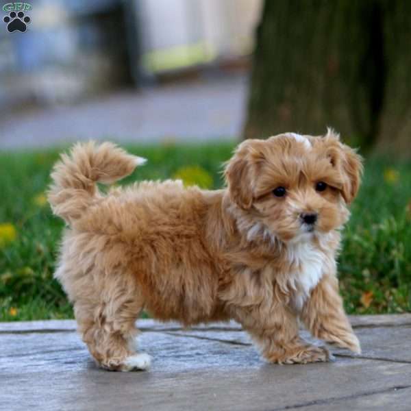 Krissy, Maltipoo Puppy