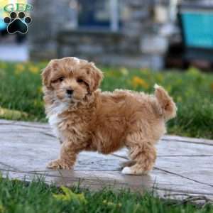 Krissy, Maltipoo Puppy