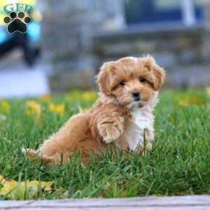 Krissy, Maltipoo Puppy