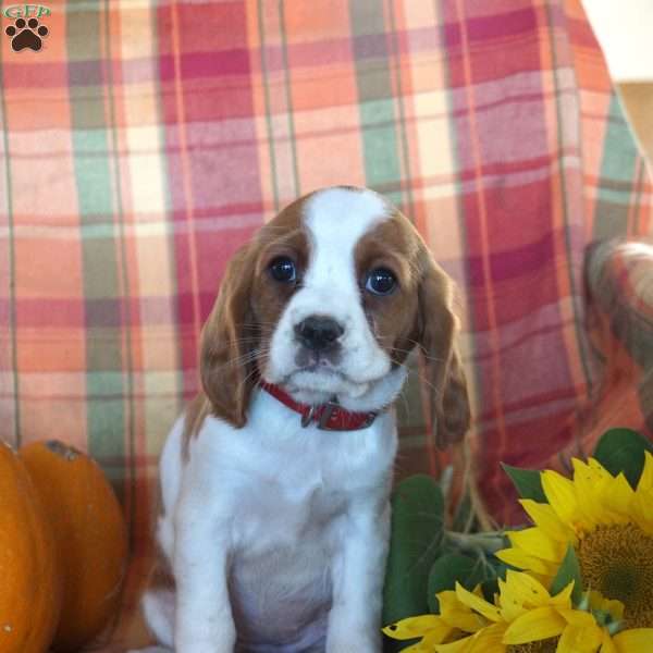 Kristen, Beaglier Puppy