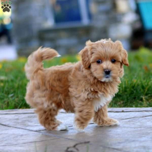 Kurt, Maltipoo Puppy