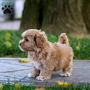 Kurt, Maltipoo Puppy