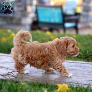 Kurt, Maltipoo Puppy